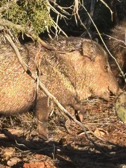A javelina in the brush