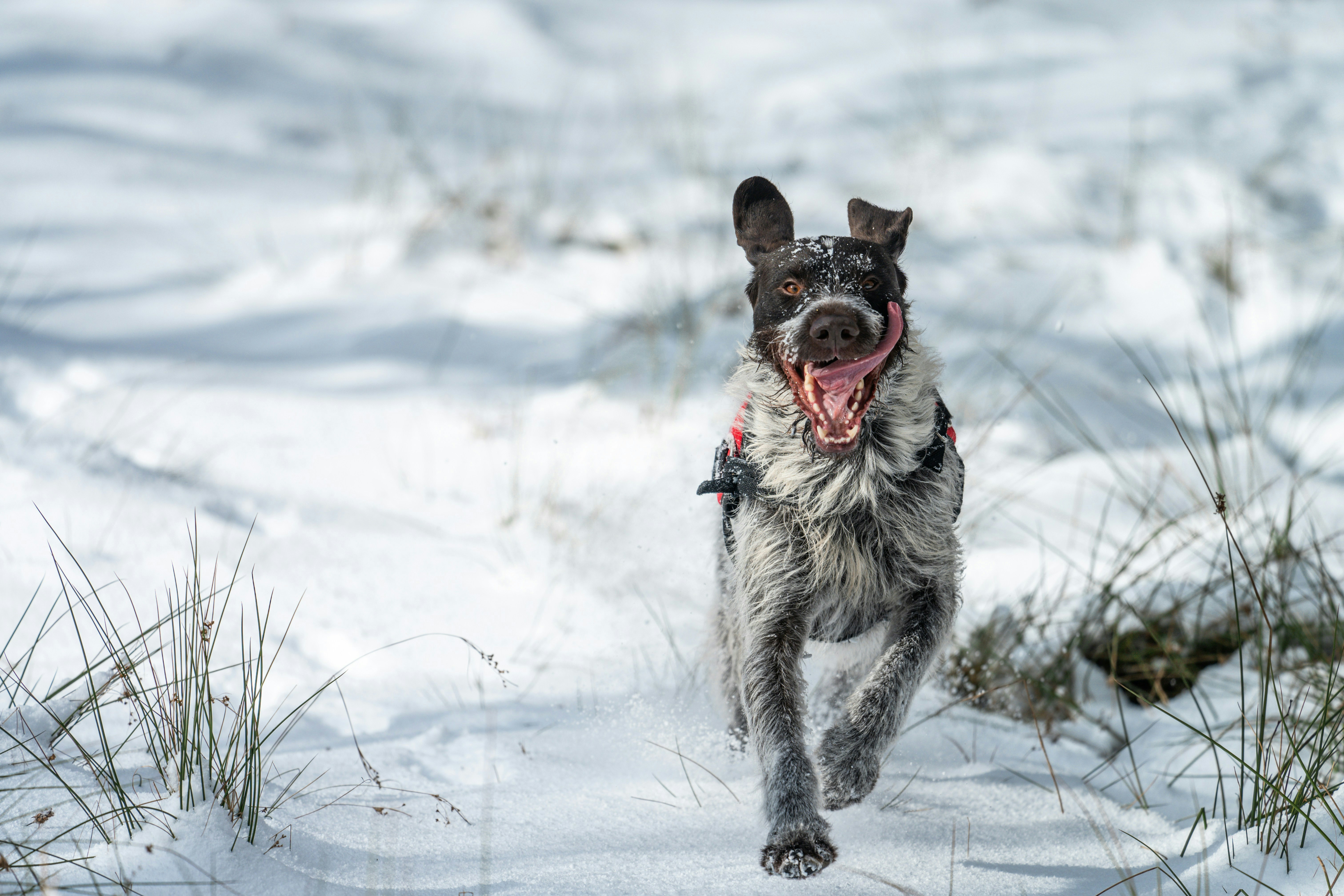 Running full speed at life