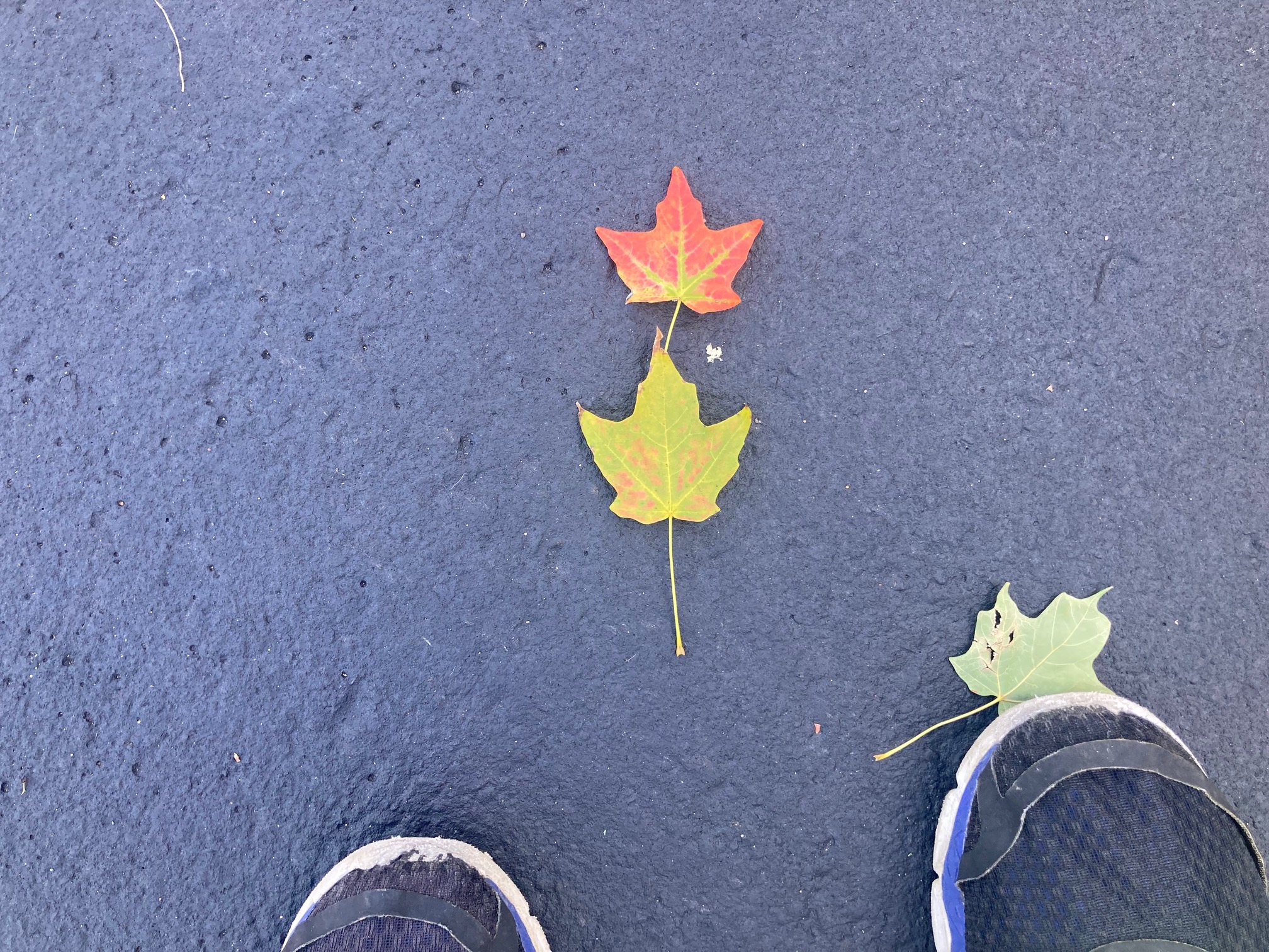 The chlorophyll will be destroyed (revisted)