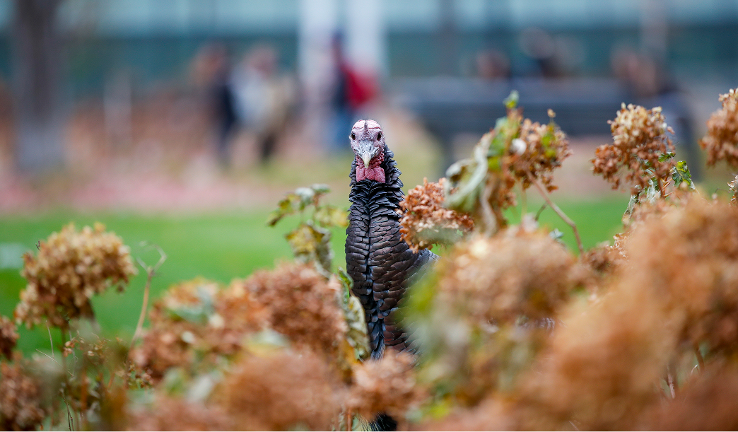 Thanksgiving dinner is a battle we cannot win, nor should we try