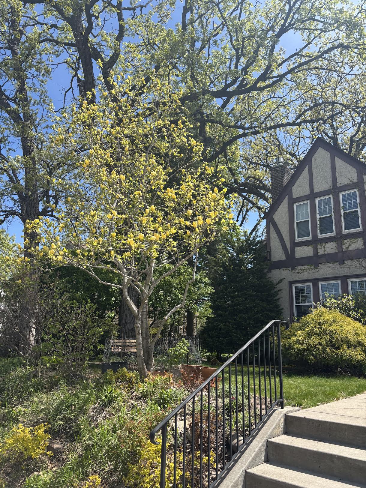 Risk it all. Be extraordinary (aka The tulip tree)